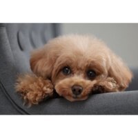 Canon EOS R10 RF-S 18-45mm F4.5-6.3 IS STM + адаптер крепления EF-EOS R Image #18