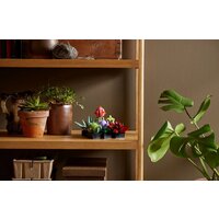 LEGO Creator Expert 10309 Суккуленты Image #5