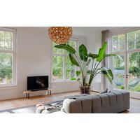 Harman/Kardon Enchant 900 Image #10