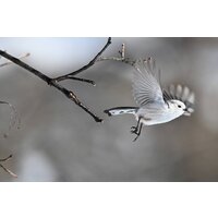 Nikon Z6 III Kit 24-120mm f/4 S Image #25